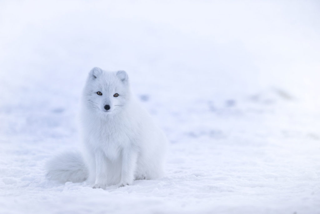 Arctic-Fox-PS1500